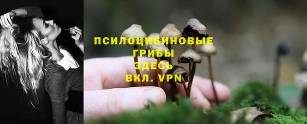 прущие грибы Арсеньев